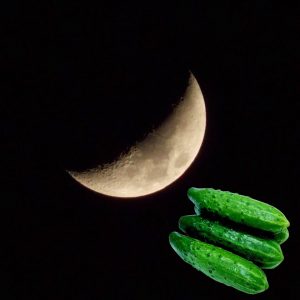 Когда сажать огурцы по лунному календарю