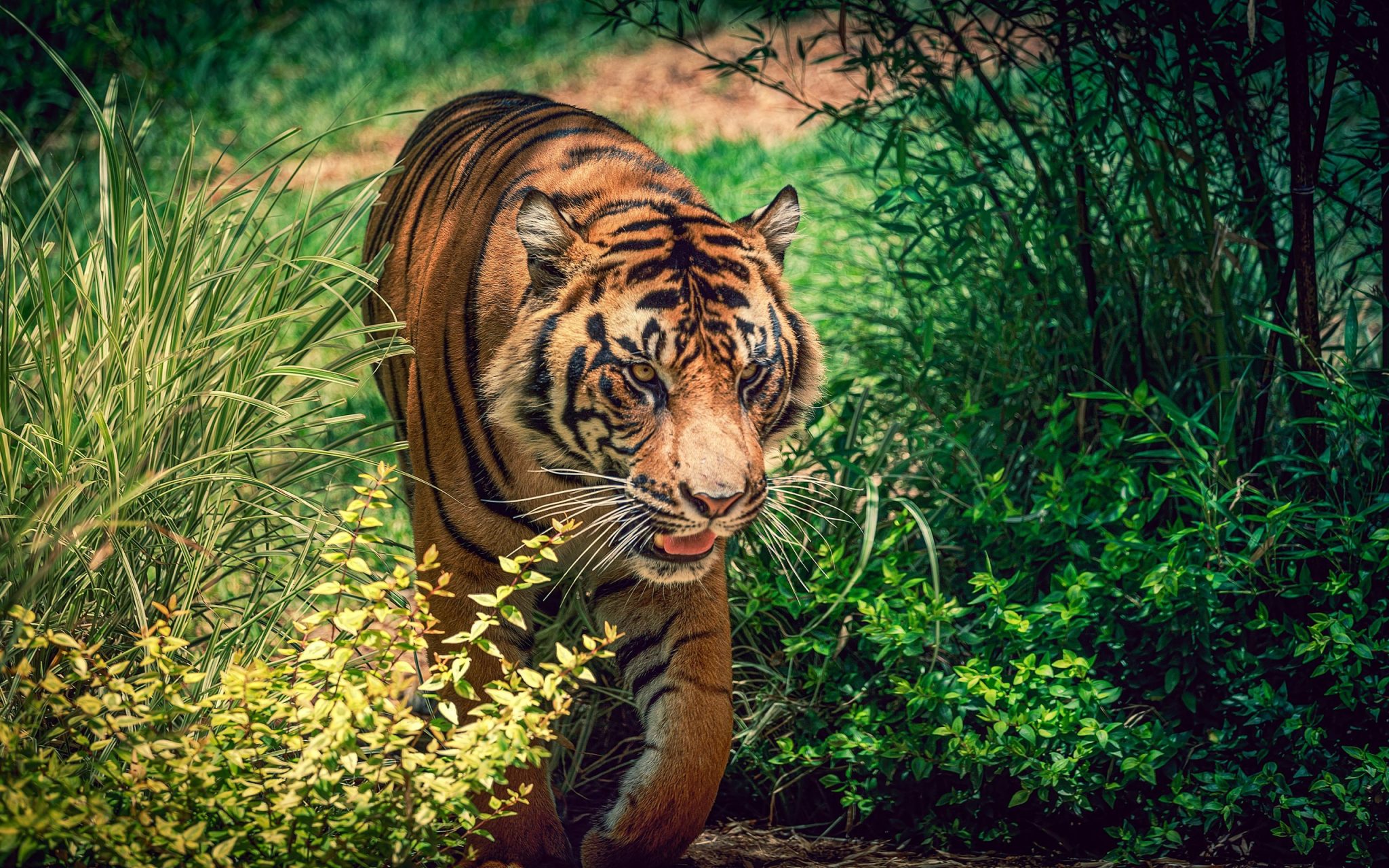 Фото злого тигра в хорошем качестве