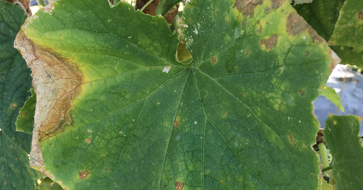 Серые пятна на листьях огурцов фото