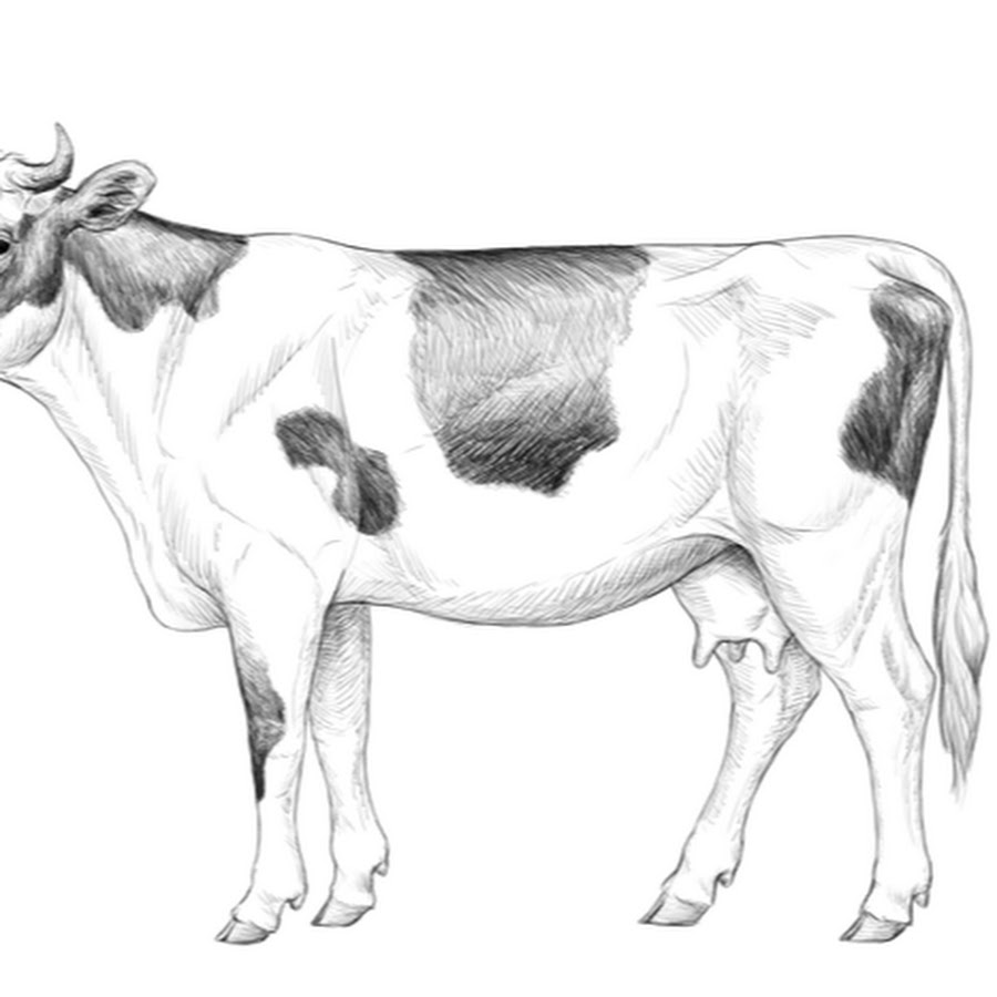 Как нарисовать корову?