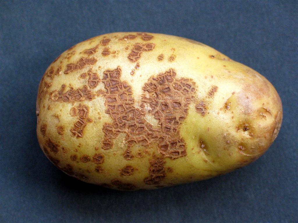 Фитофтора на клубне картофеля