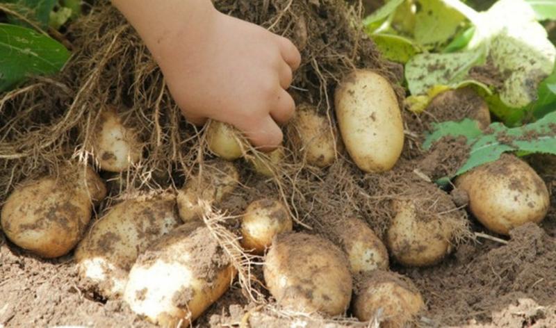 Сорта картофеля, устойчивые к фитофторе