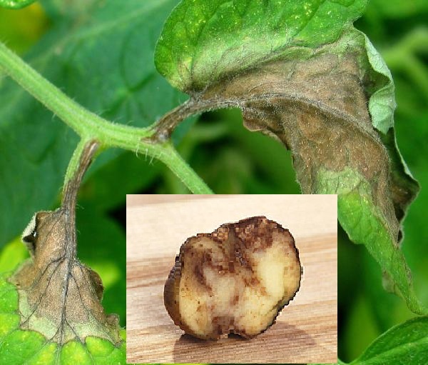 Симптомы и признаки фитофторы картофеля