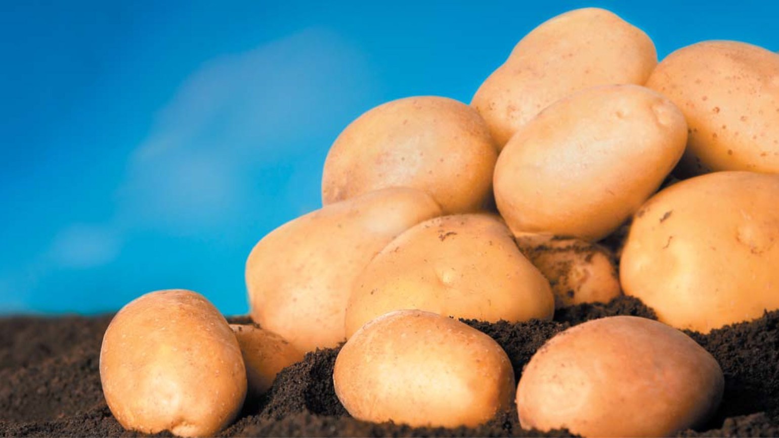 Сорта картофеля, устойчивые к альтернариозу