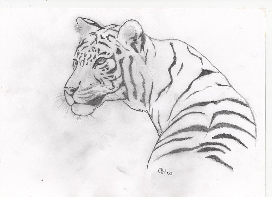 Рисунок Тигра для срисовки
