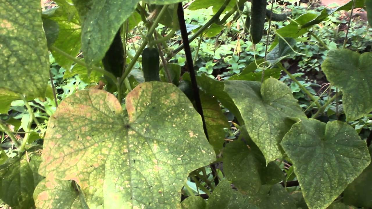 Болезнь огурцов по листьям как определить фото