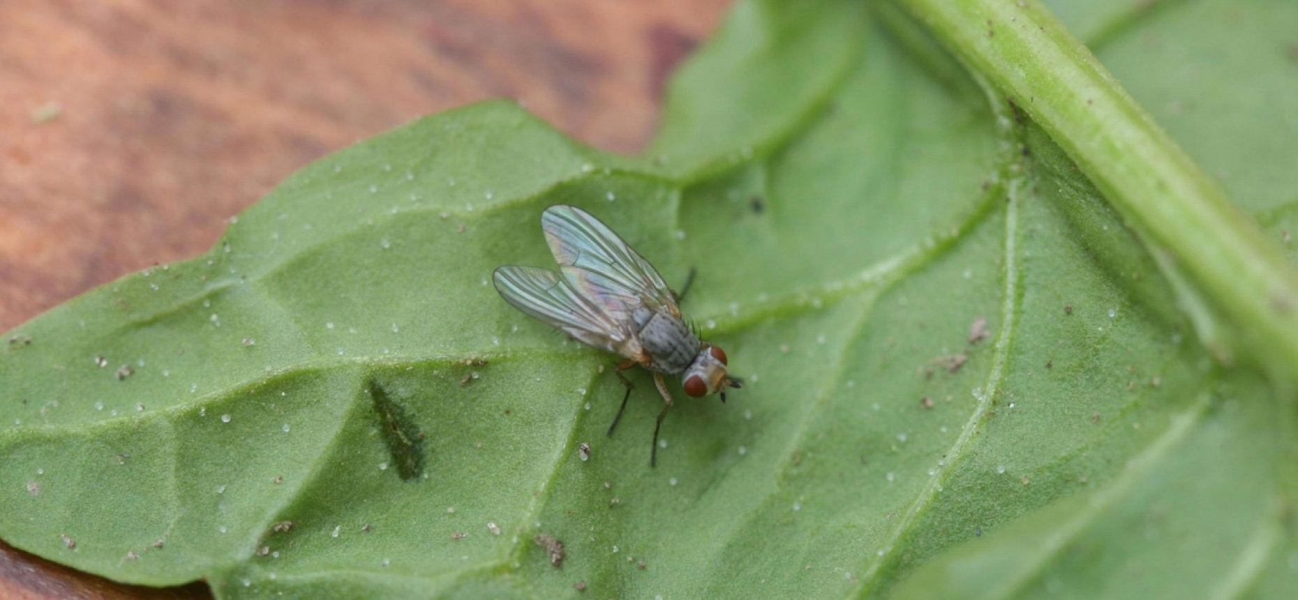 Опасный вредитель – капустная муха