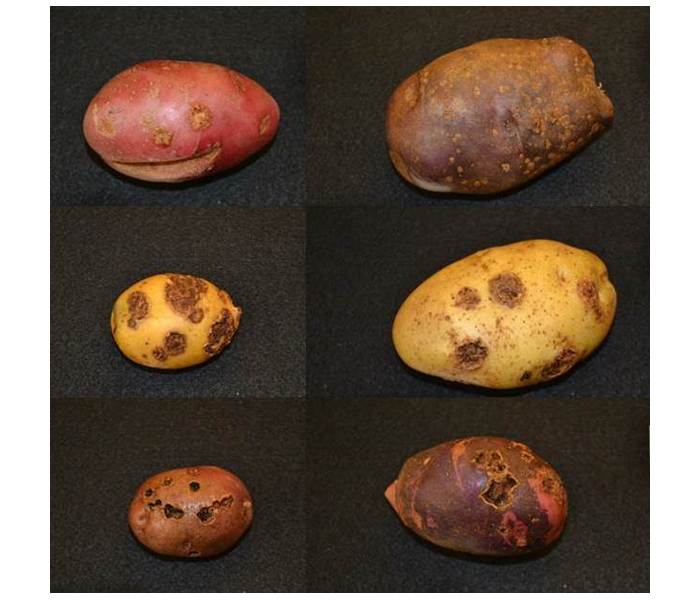 Вирусные болезни картофеля