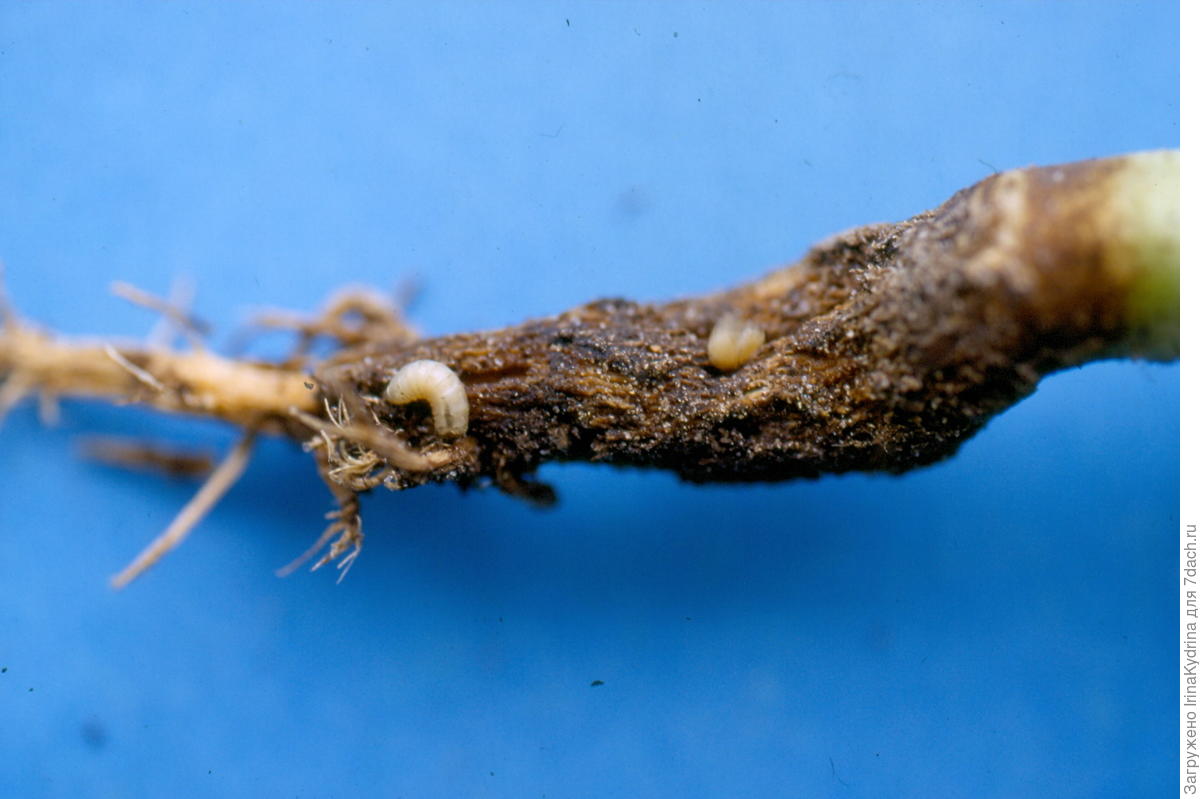 Личинки капустной мухи