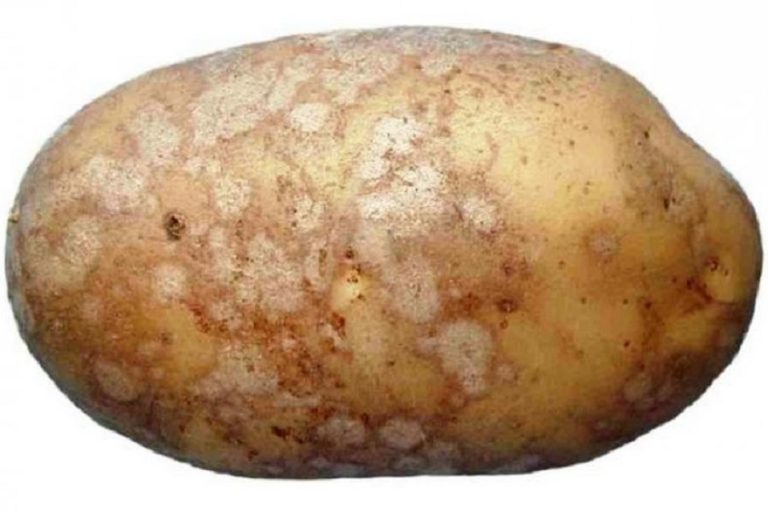 Симптомы и признаки парши картофеля