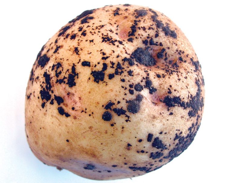 Черная парша картофеля
