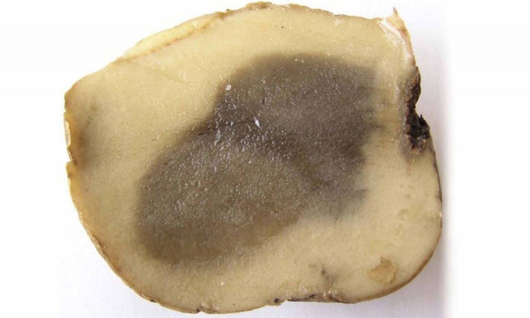 Сухая гниль картофеля фото описание и лечение