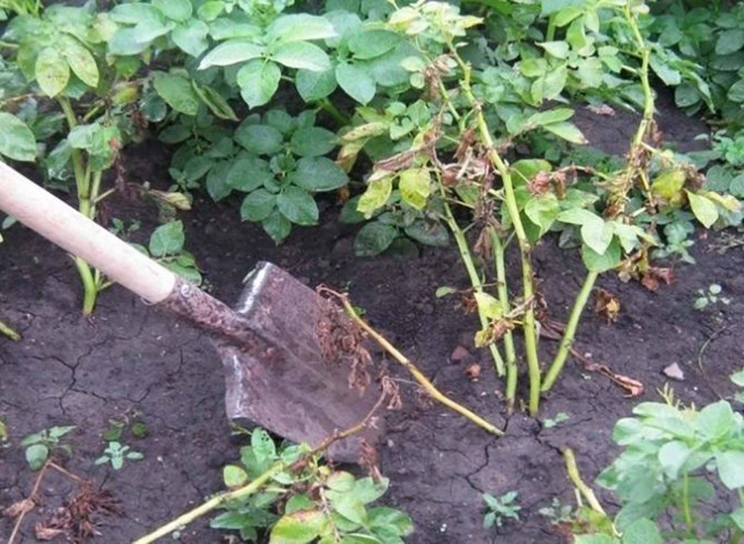 Из-за чего может гнить картофель в земле