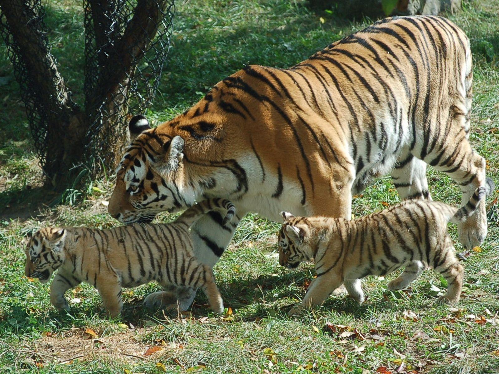Фото с Тигрицами и Тигрятами