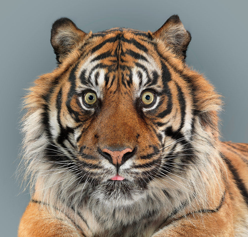 Картинки и фото с символом 2022 года - Чёрным Водяным Тигром