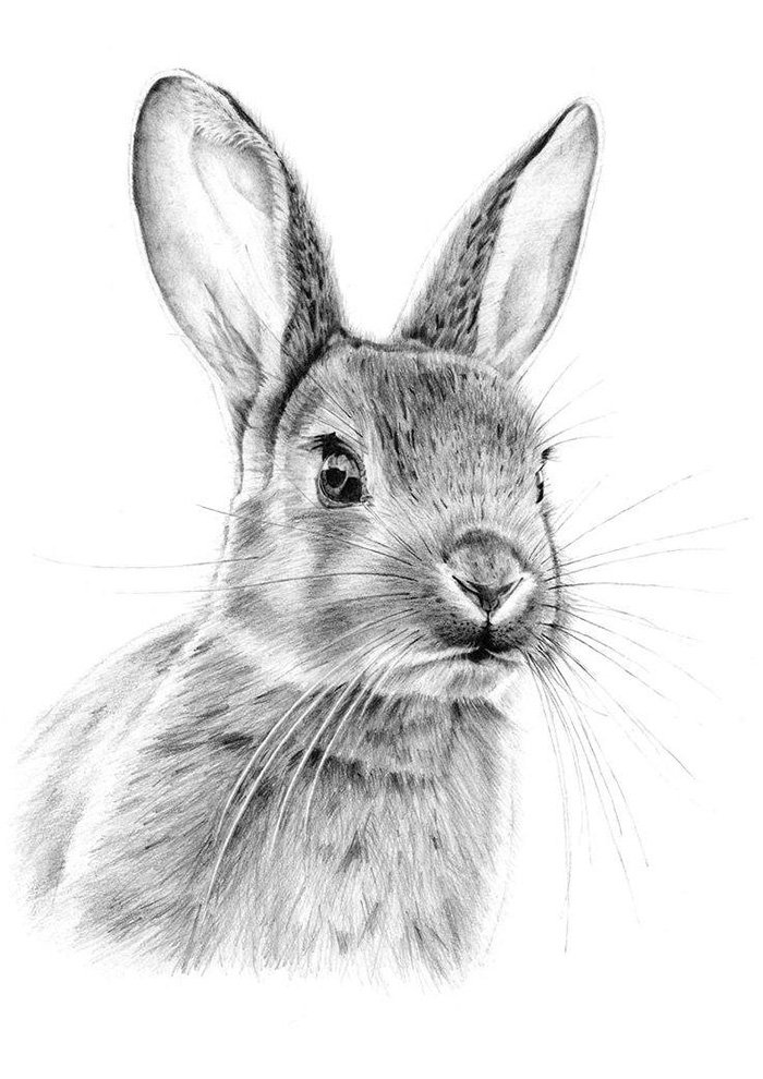 Рисунок Кролика для срисовки