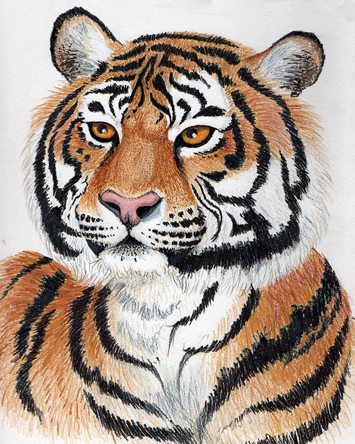 Картинки тигра для срисовки