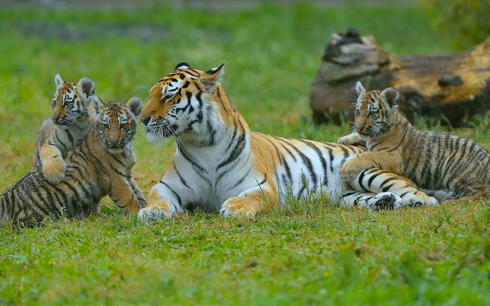 Фото с Тигрицами и Тигрятами