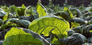 Что делать с недозрелыми (зелёными) листьями табака