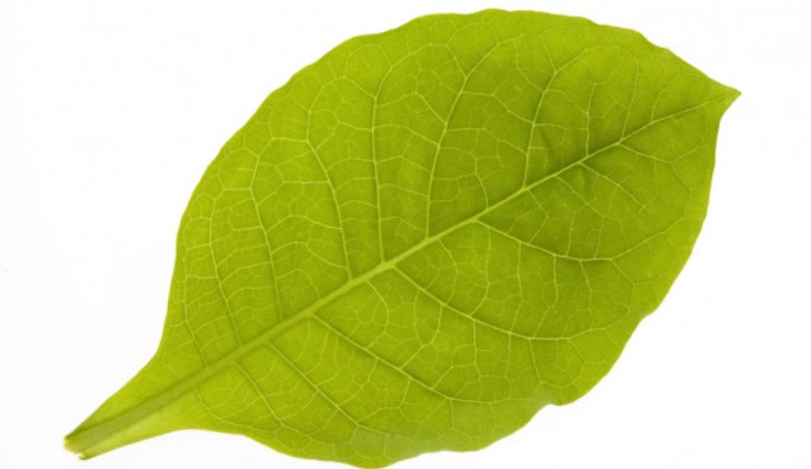 Что делать с недозрелыми (зелёными) листьями табака