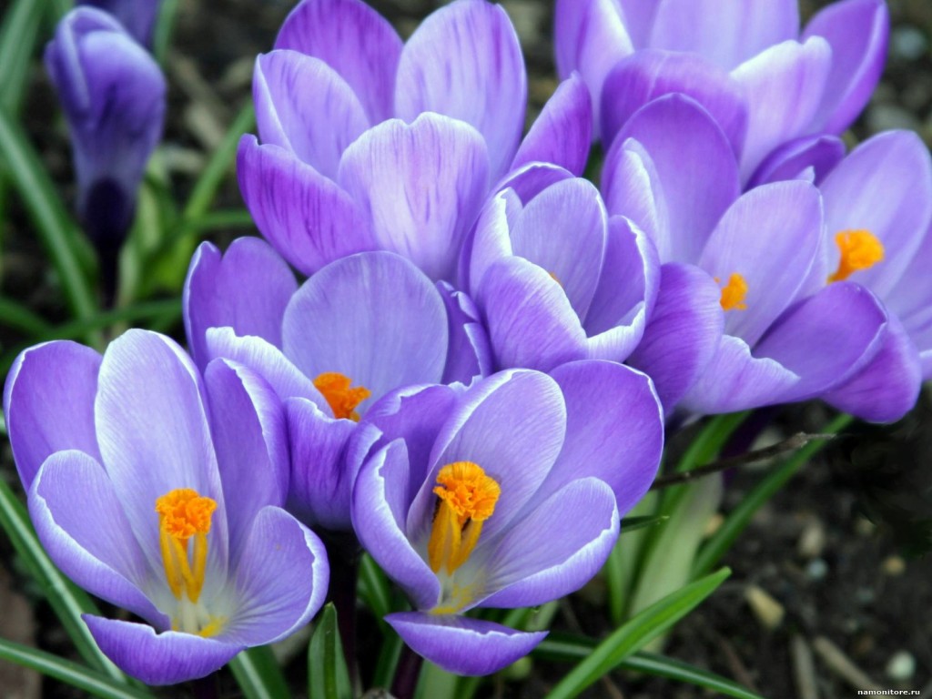 Красивые картинки на 8 марта с весенними цветами