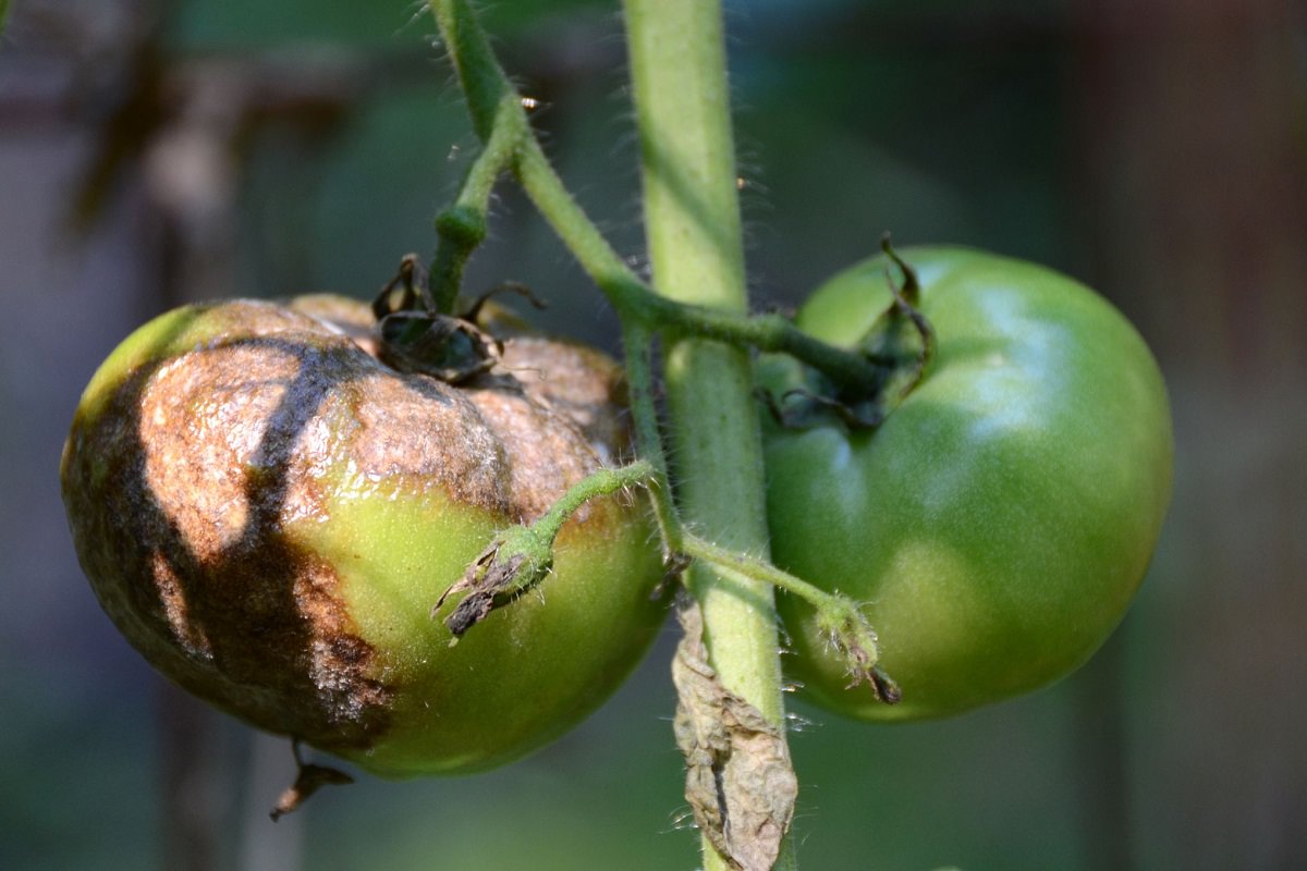 Заболевание помидоров фото и их лечение