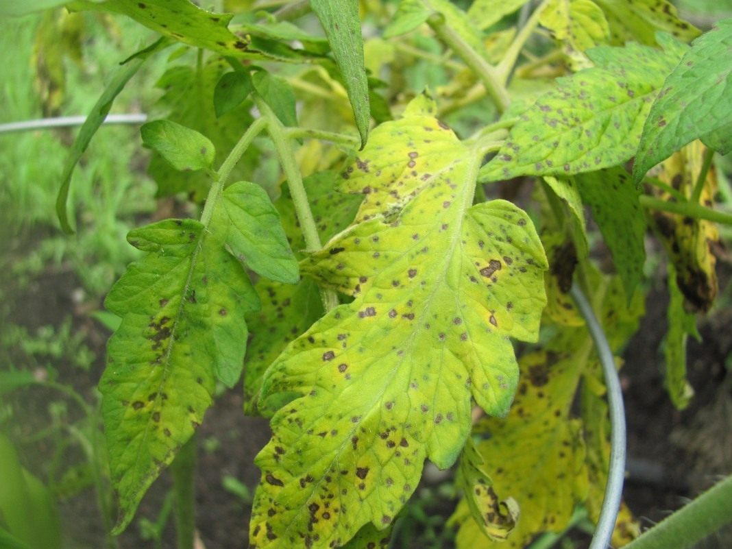 Болезни томатов фото листьев лечение в теплице