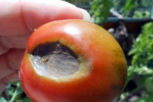 Фомоз (бурая гниль) томатов