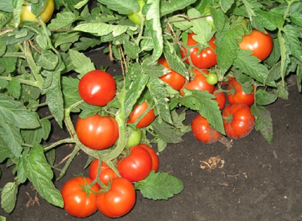 Сорта томатов с устойчивостью к кладоспориозу