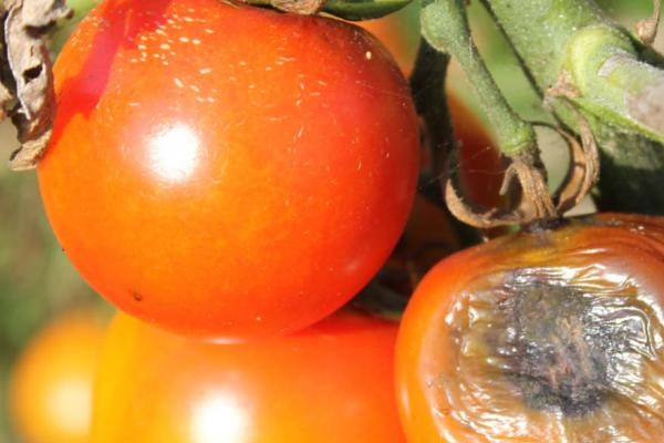 Фомоз (бурая гниль) томатов