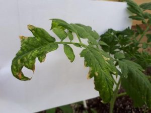 Хлороз томатов - описание и фото