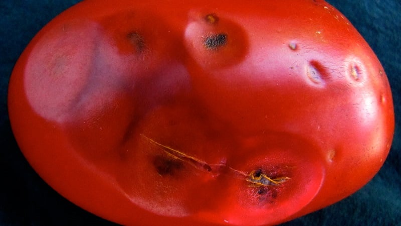 Антракноз томатов - описание, фото, лечение и профилактика