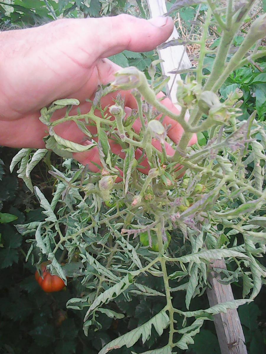 Столбур (фитоплазмоз) томатов - фото, описание и лечение