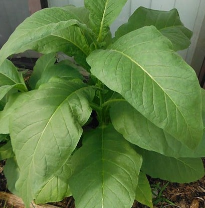Вирджиния Шёлковый лист (Virginia silk leaf)