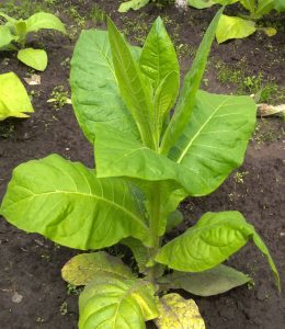 Семена табака отечественной селекции - большой выбор сортов