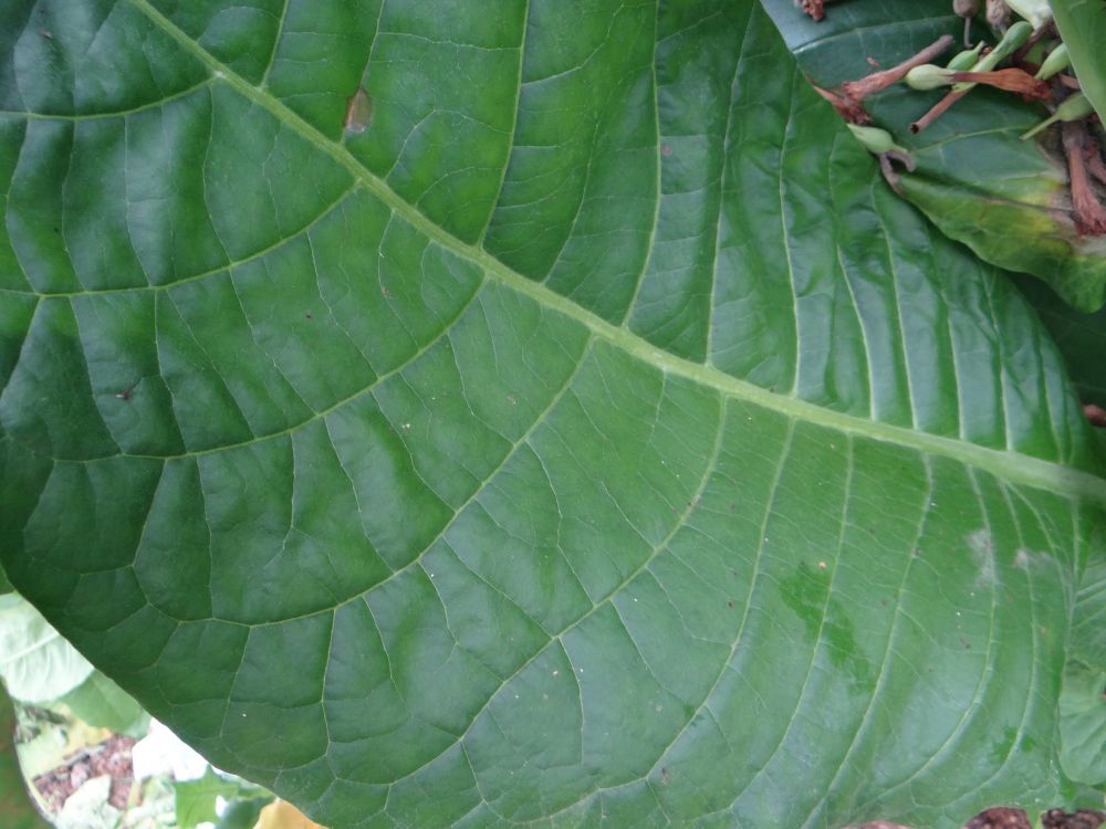 Virginia Hugo leafe