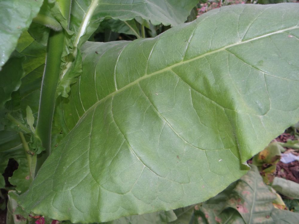 Lancaster Seed leaf