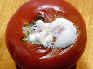 Склеротиниоз (белая гниль) томатов - фото, лечение, профилактика