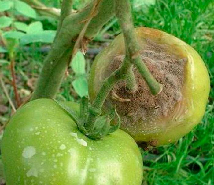 Стеблевая гниль томатов - причины, лечение, фото и профилактика