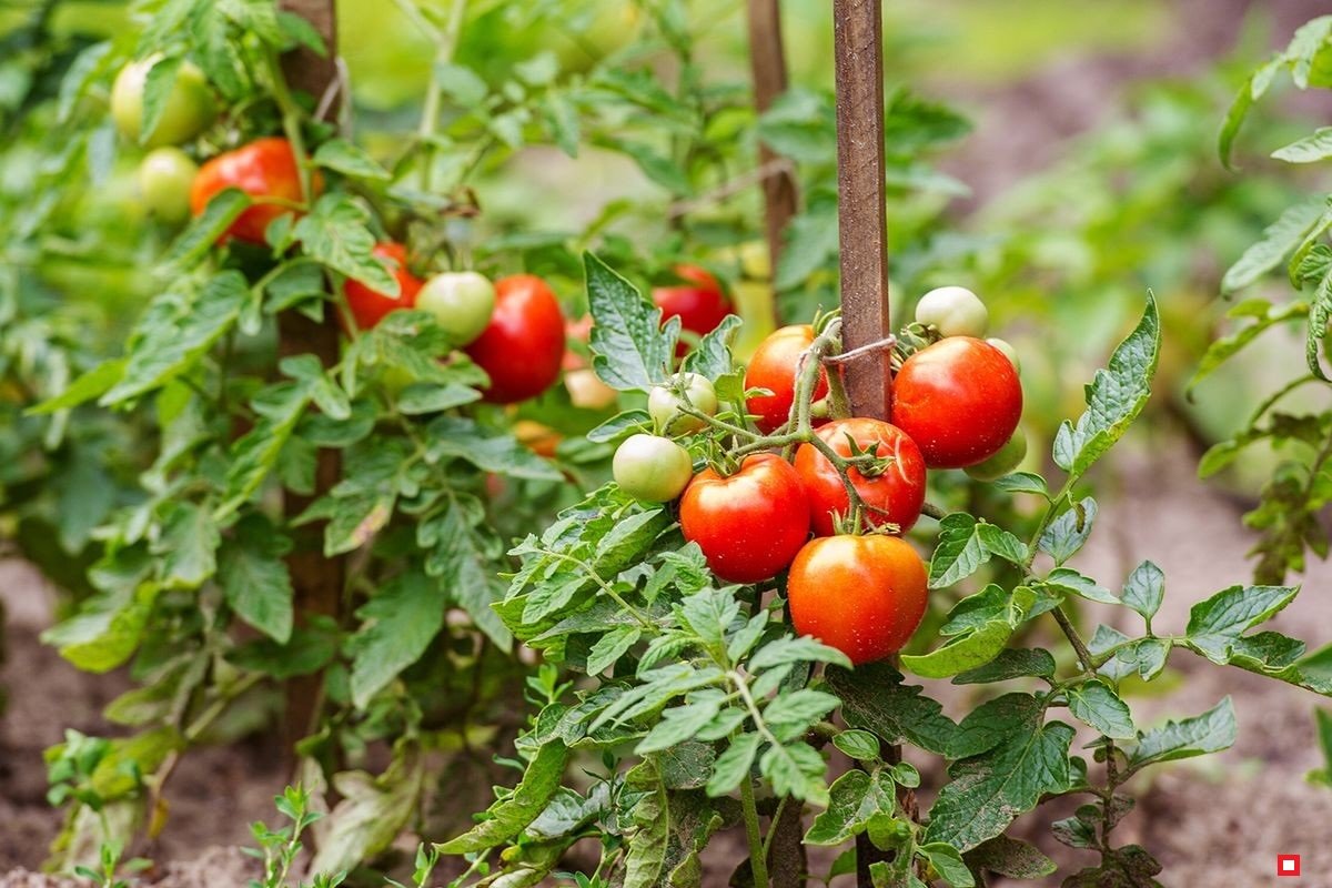 Стеблевая гниль томатов - причины, лечение, фото и профилактика