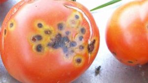Чёрная бактериальная пятнистость томатов - лечение, фото