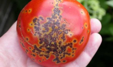 Чёрная бактериальная пятнистость томатов