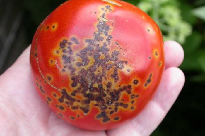 Чёрная бактериальная пятнистость томатов — лечение, фото