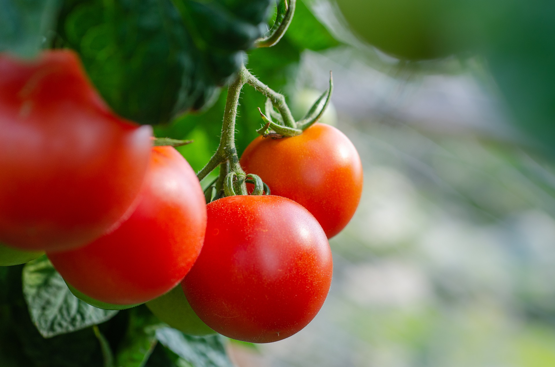 Тля на томатах - чем обработать, меры борьбы в теплице