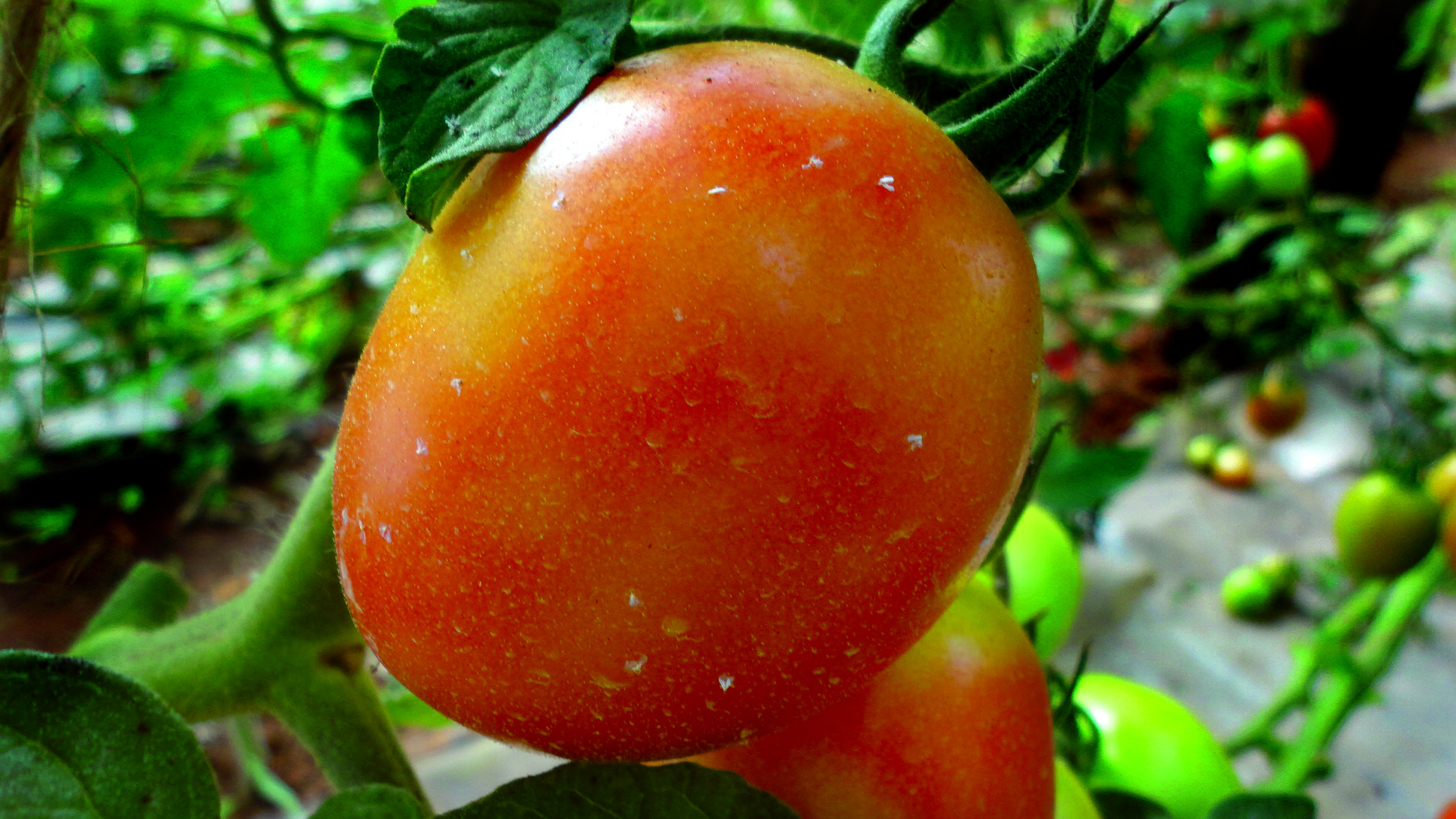 Белокрылка на томатах