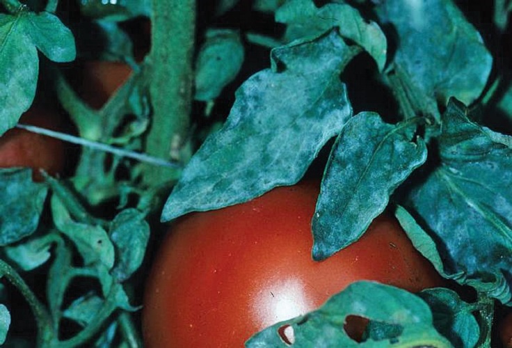 Как бороться с мучнистой росой на помидорах