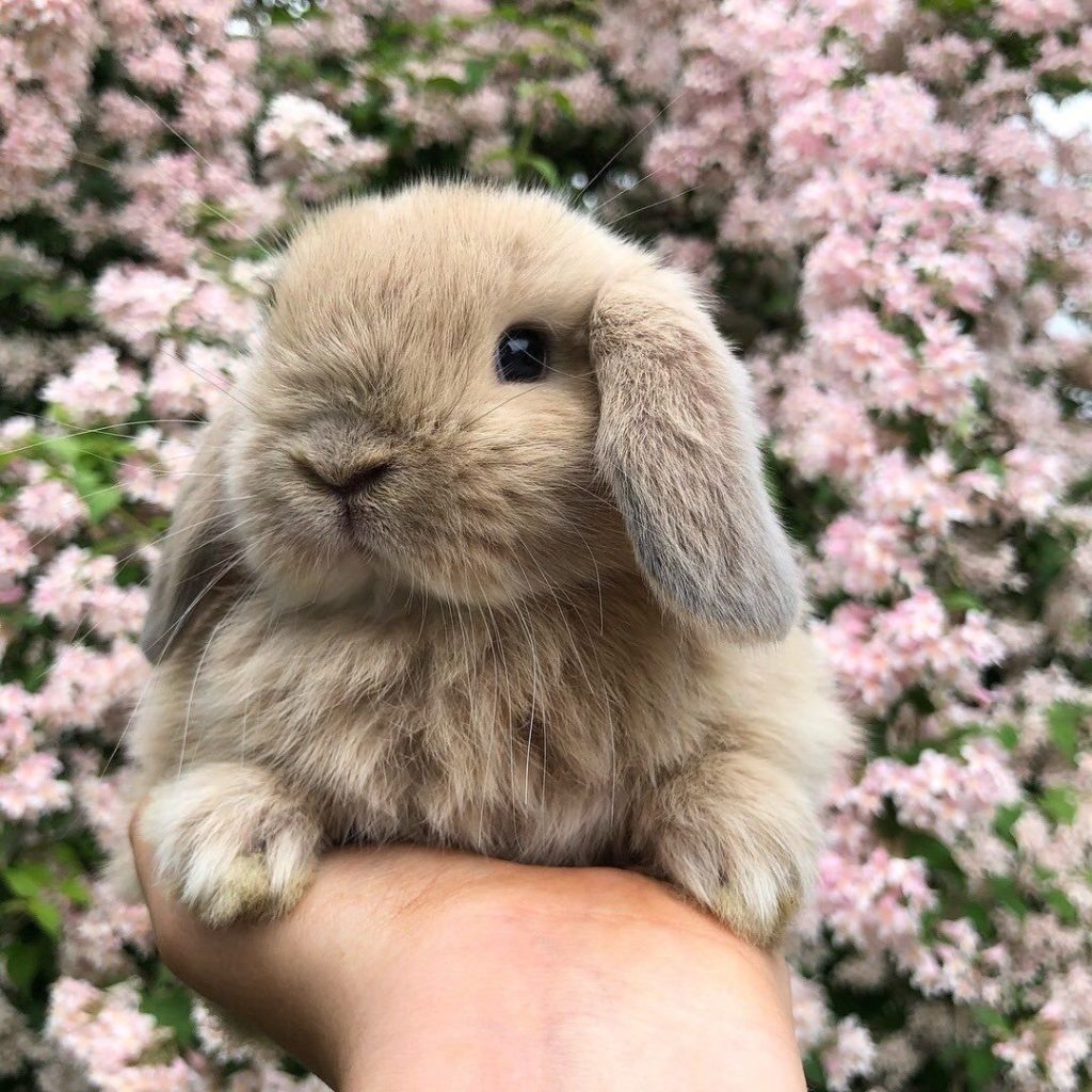 фото легких кролика