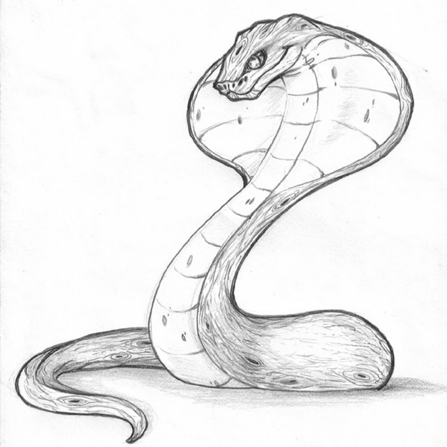 Рисунок Змеи для срисовки