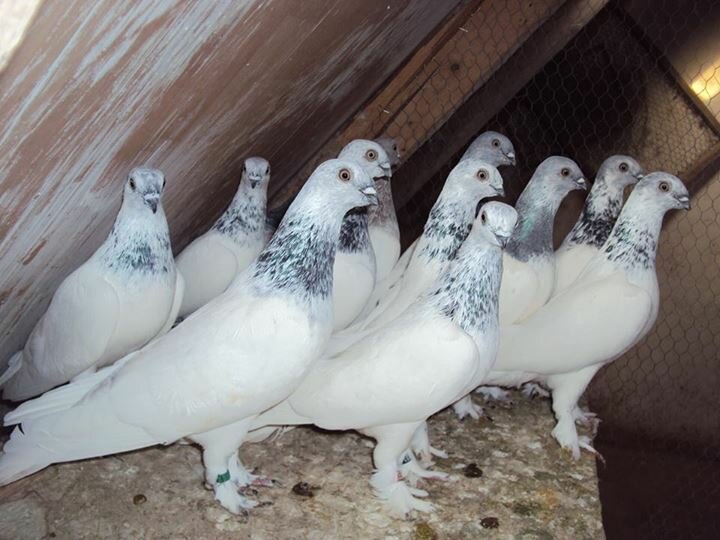 Венгерские высоколетные голуби