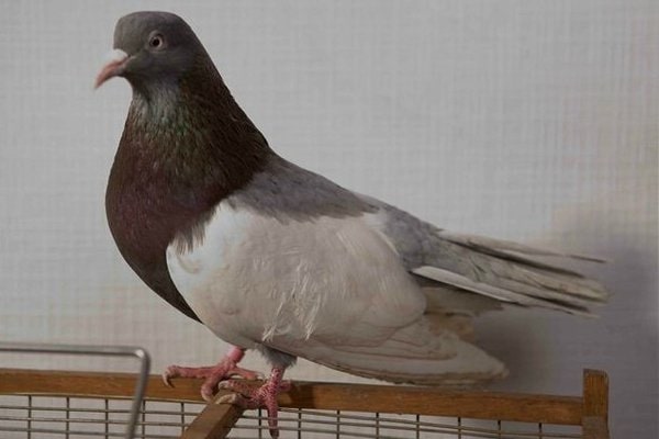 Дубровские голуби: описание породы, полёт, фото
